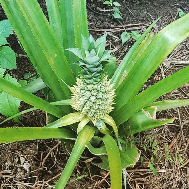 This is how pineapples work when they're growing up! #neverseenthisbefore #pricklygoodness
