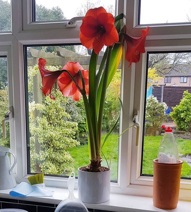 When I bought this Amaryllis last year the bloke in the shop went to great lengths to explain that you need to take the bulb out of the soil over winter, and you get one flower every 2 years.We forgot to do that.What does it all mean?