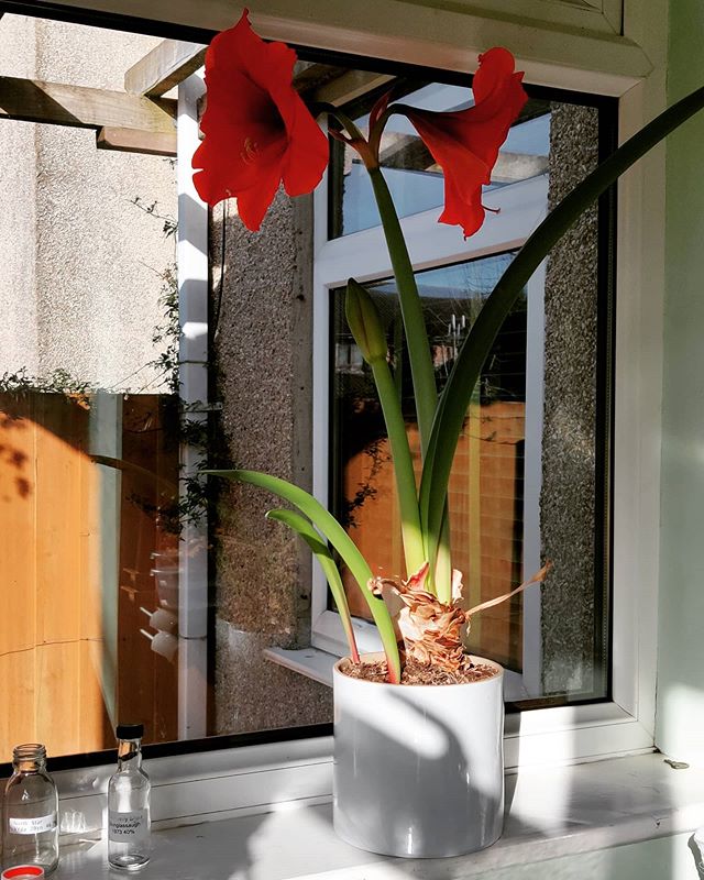 The bloke in the shop said the Amaryllis would flower once every 2 years.I guess nobody bothered explaining that to the Amaryllis.