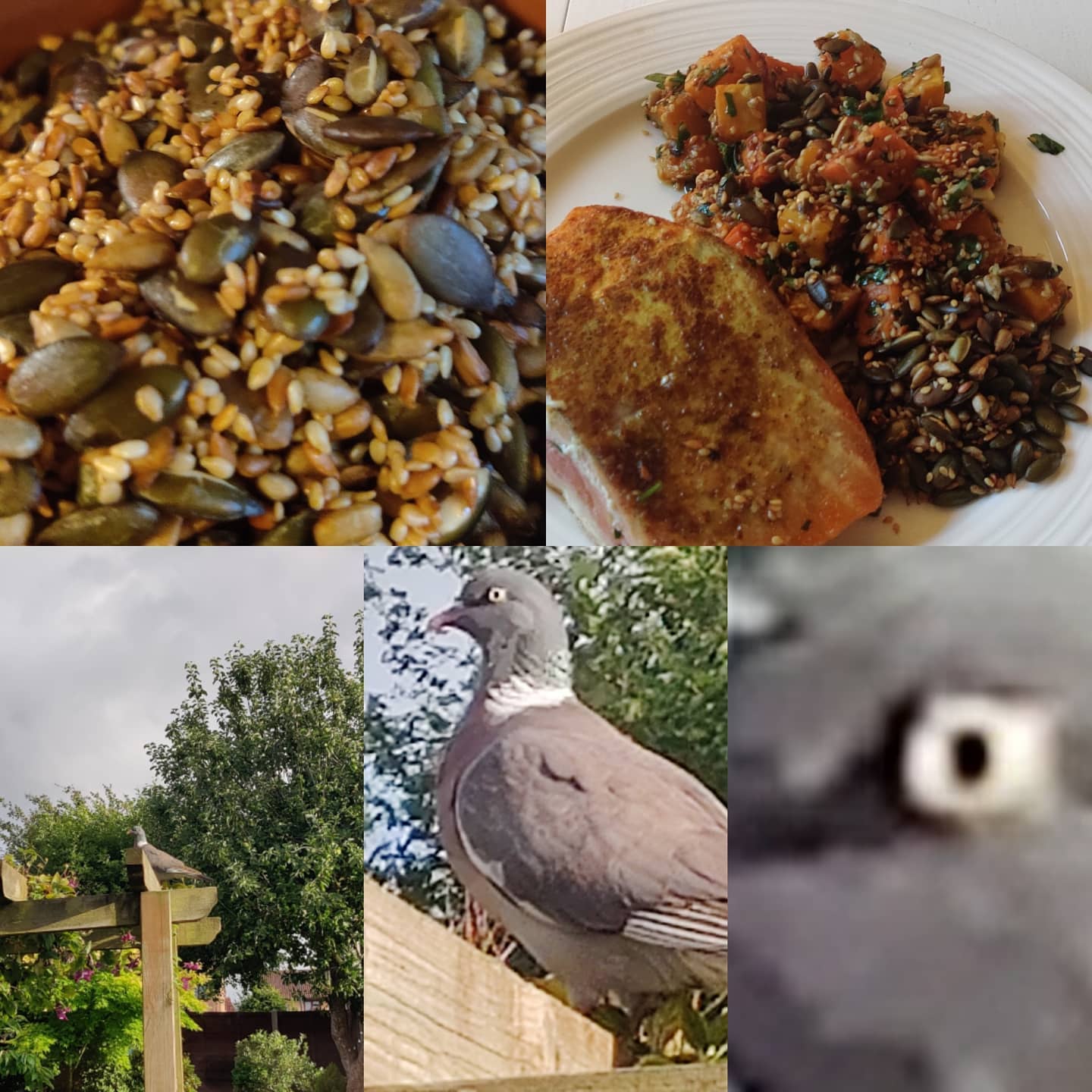 So to round out a trio of food posts, tonight we dipped into the @marcuswareing catalogue again for Curry Spiced Salmon with seeded pumpkin salad, and I hadn't realised quite how many seeds were involved. It was utterly delicious, but I'm now worried about being stalked by the massive pigeon that frequents our yard. When he's done with that bird-feeder, I now fear we're next. #fatpigeon #thebirds #seedy
