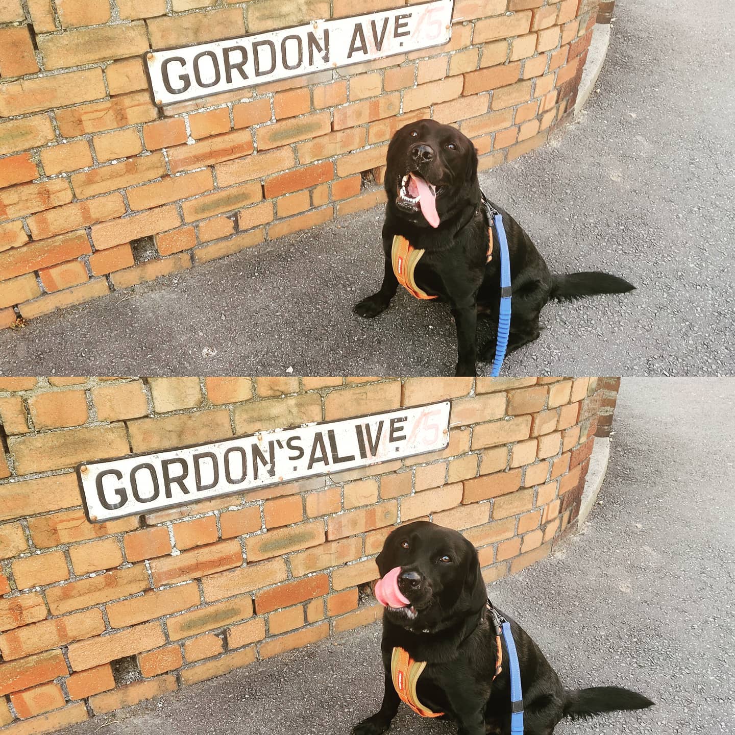 Anyone know where to get custom street name signs made up? While out walking with #larrybstanding the other night he pointed out the one at the top of our road could easily be made 1000% more awesome. #cleverdog #divehawkmen #blessed