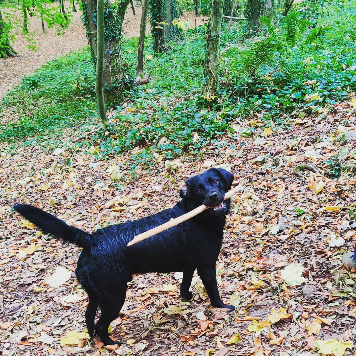 Accio Stick! #larrypotter #larrybstanding