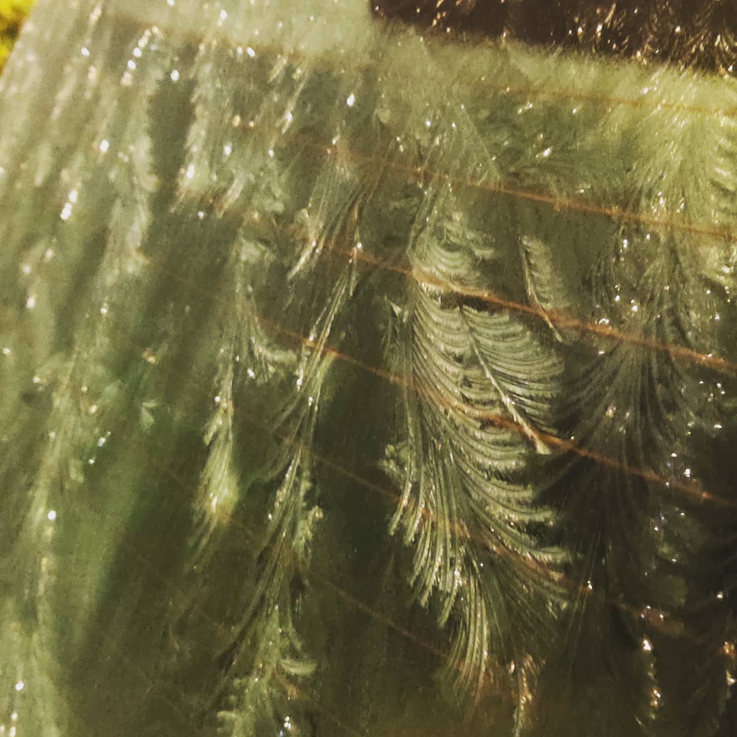 Whilst taking the recycling out the other night I noticed these ice patterns on the cars. So instead of going inside, I stood out there freezing my gonads off to take photos cos I thought other people might find it interesting.It reminded me of the poncy 1930s Artexing on our loungeroom ceiling – or possibly the etched glass screens of an old Victorian gin Palace like The Argyll Arms or The Salisbury. Only freezing.