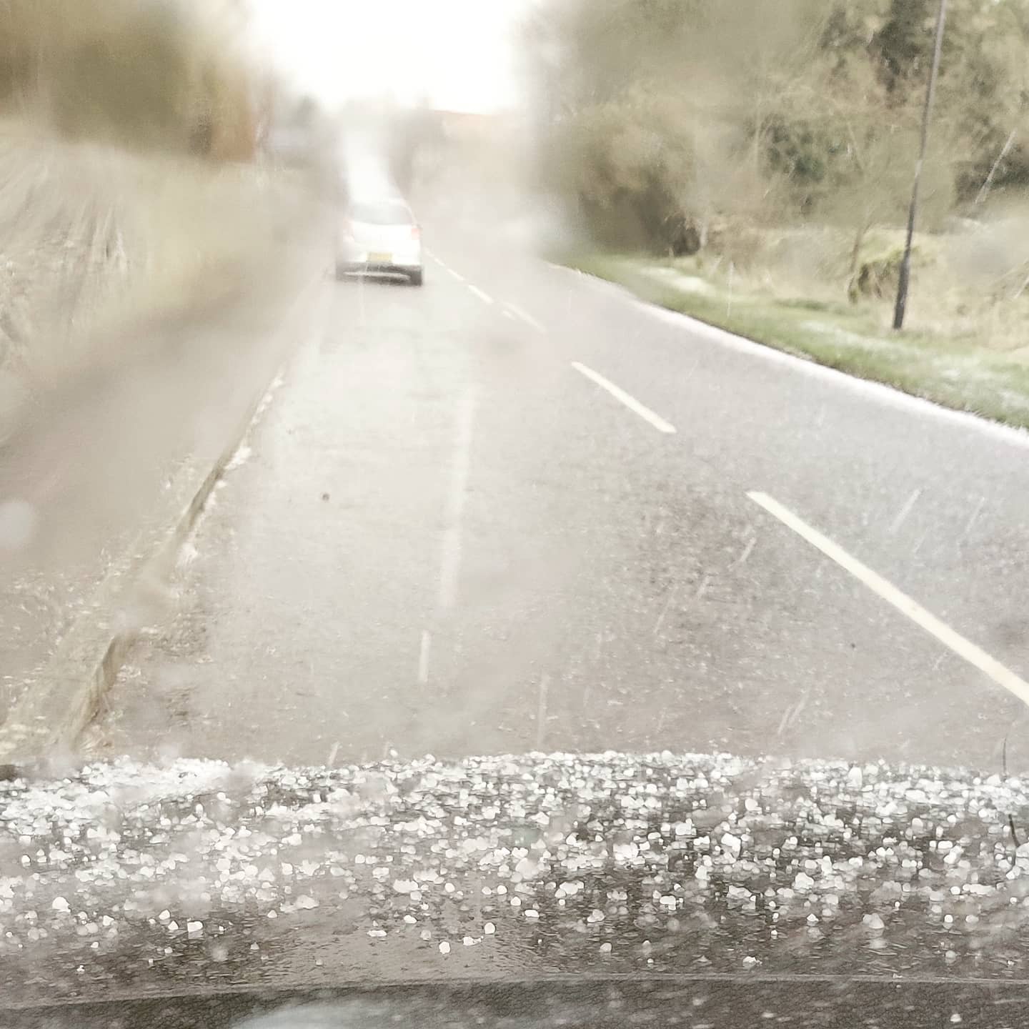 Lovely day for a walk, no? #hailcaesar