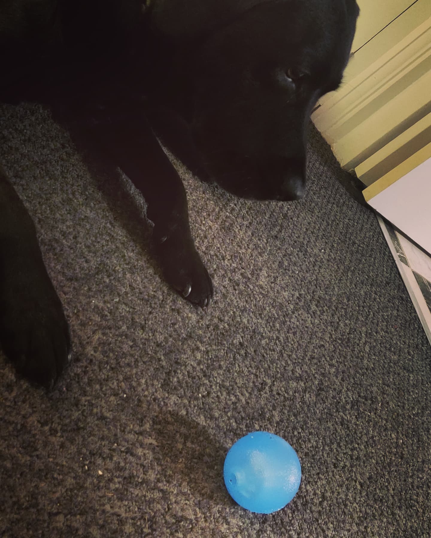#larrybstanding just sitting at home, pondering his orb