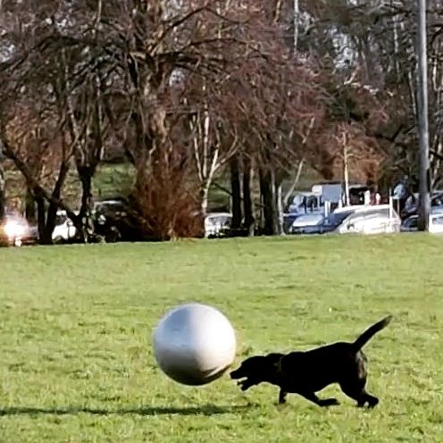 The winter solstice brings the now traditional trip to Oldbury Court with #larrybstanding so he can show off his mad skillz with an office ball. #massiveballer